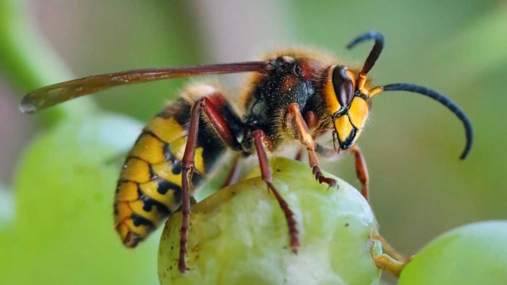 European-Hornet