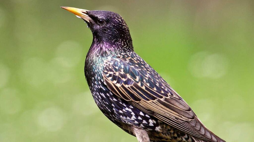 European Starling