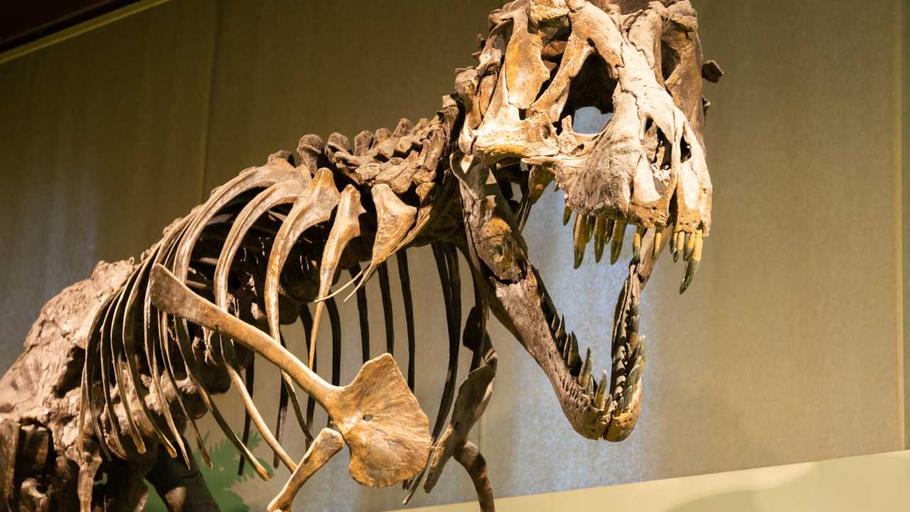 T rex skeleton