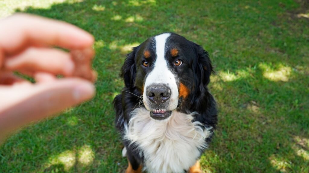 Feeding a dog a treat