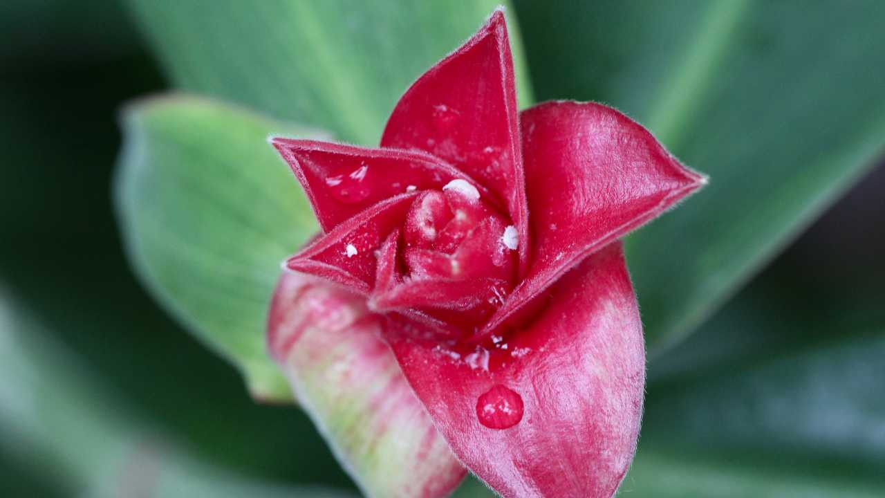 Flower mites