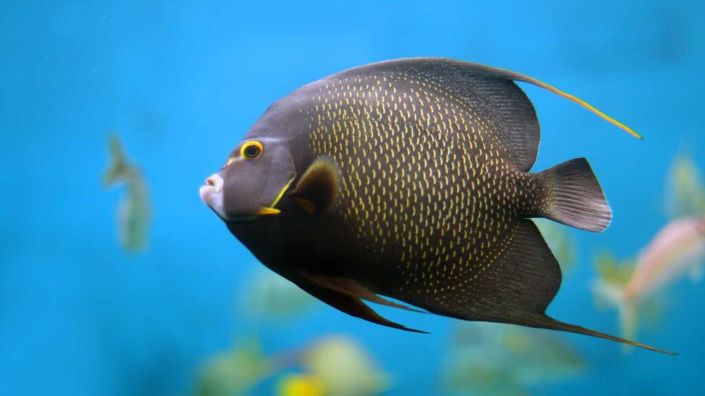 French Angelfish