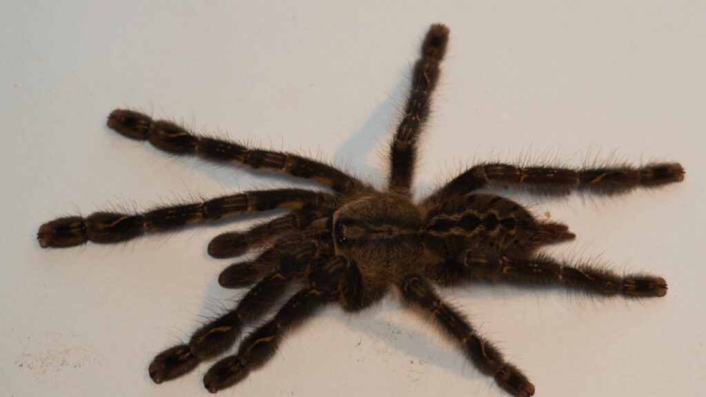 Fringed Ornamental Tarantula 