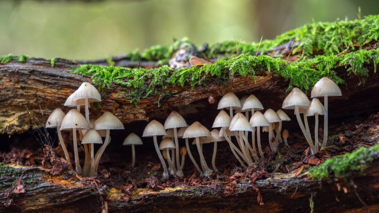 Fungi. in wood