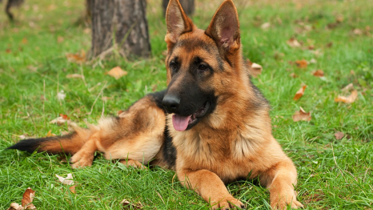 German Shepherd