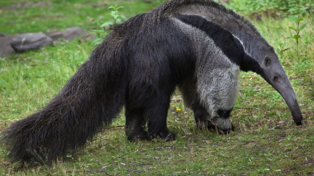 Giant Anteater eating