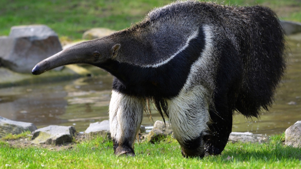 Giant anteaters