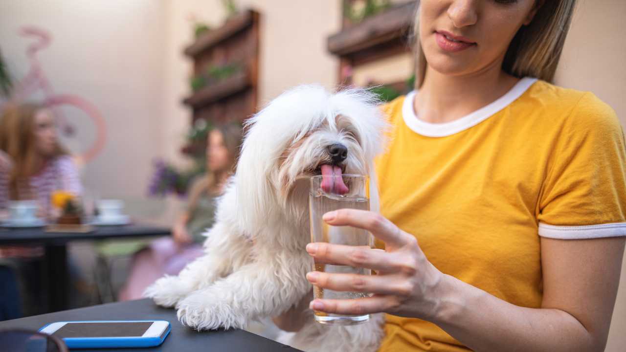 Woman giving water to dog