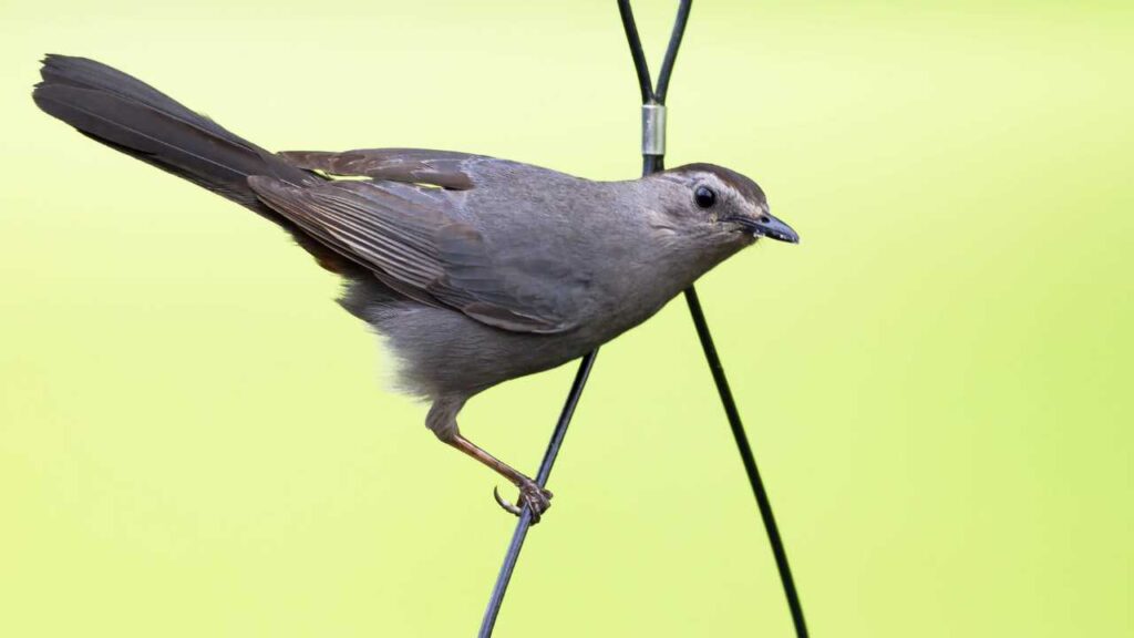 Gray Catbird