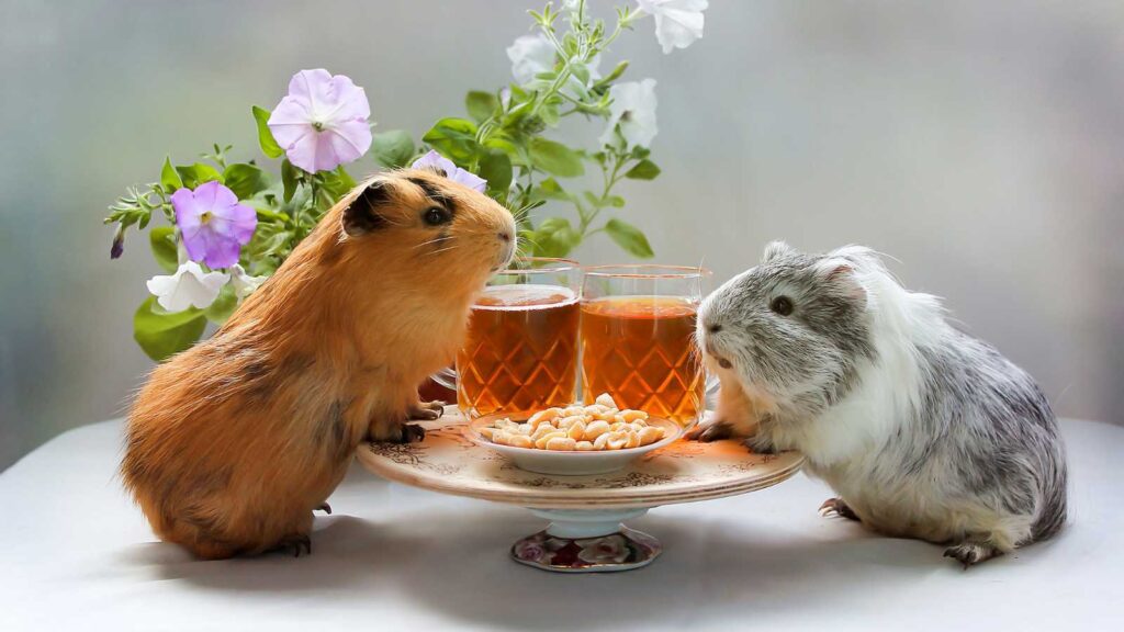 Guinea pig lunch