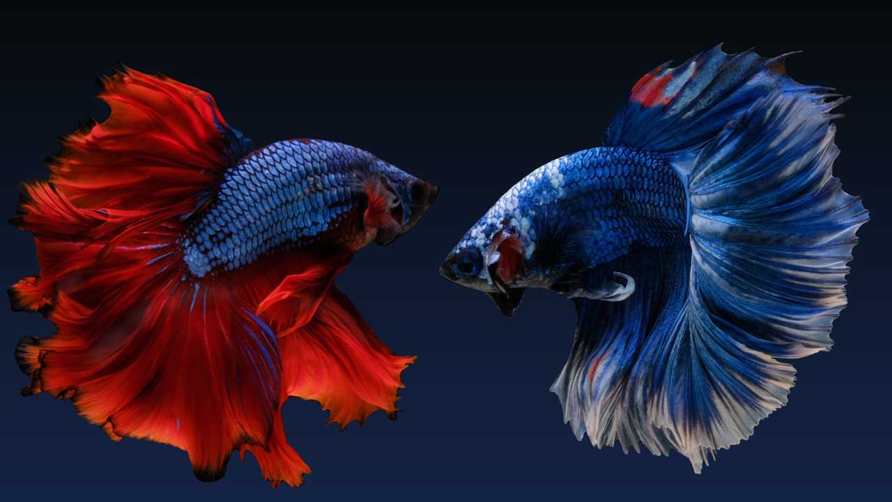 Two beautiful betta fish