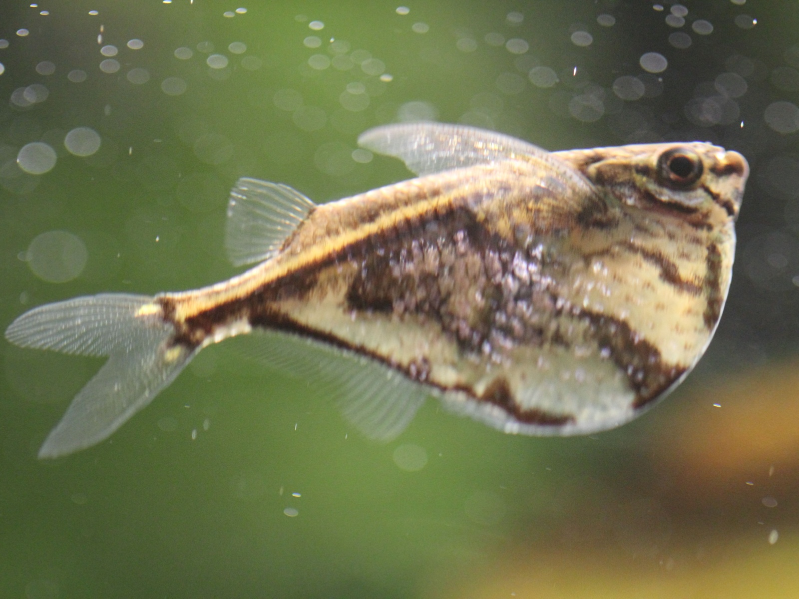 Hatchetfish