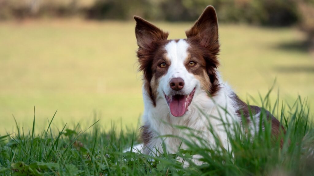 Herding dog