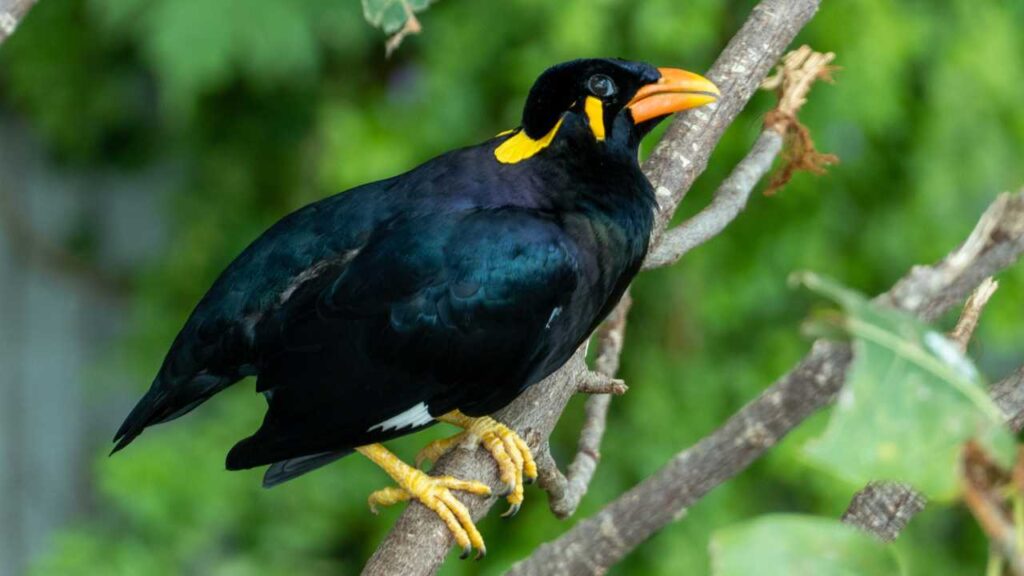 Hill Myna