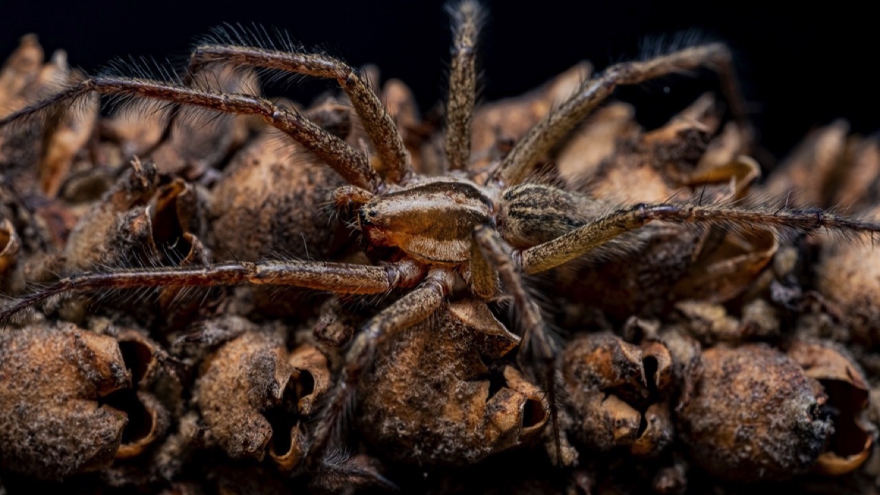 Hobo Spider