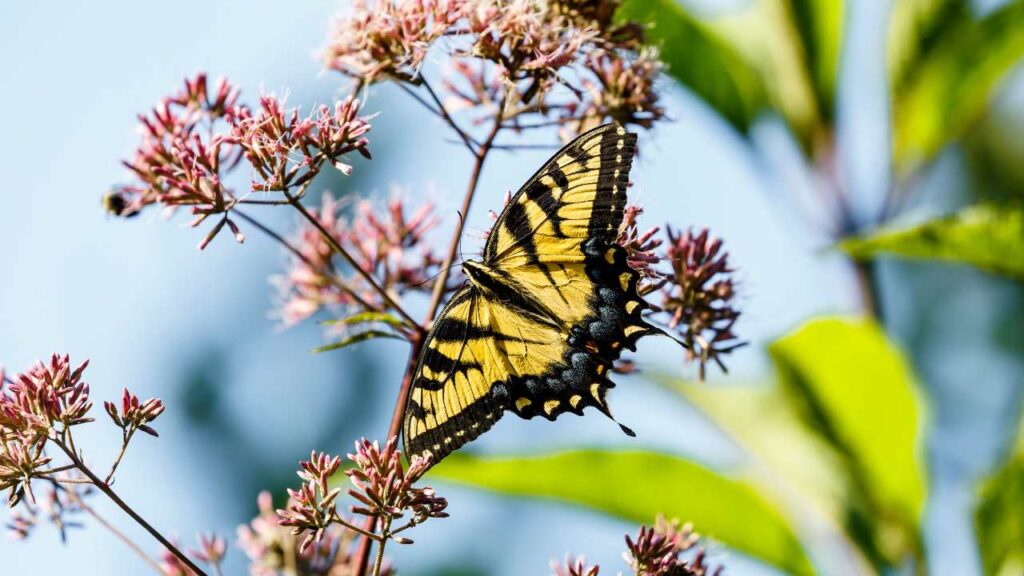 Joe-Pye-Weed