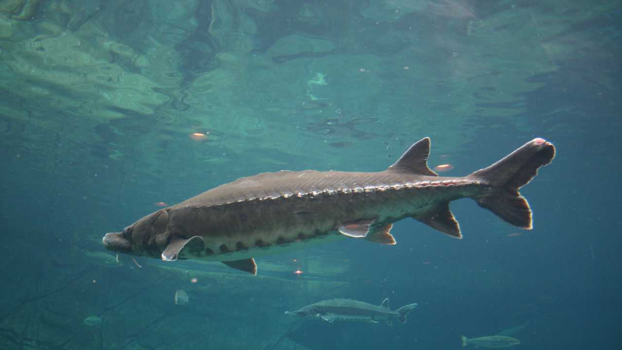 Lake sturgeon