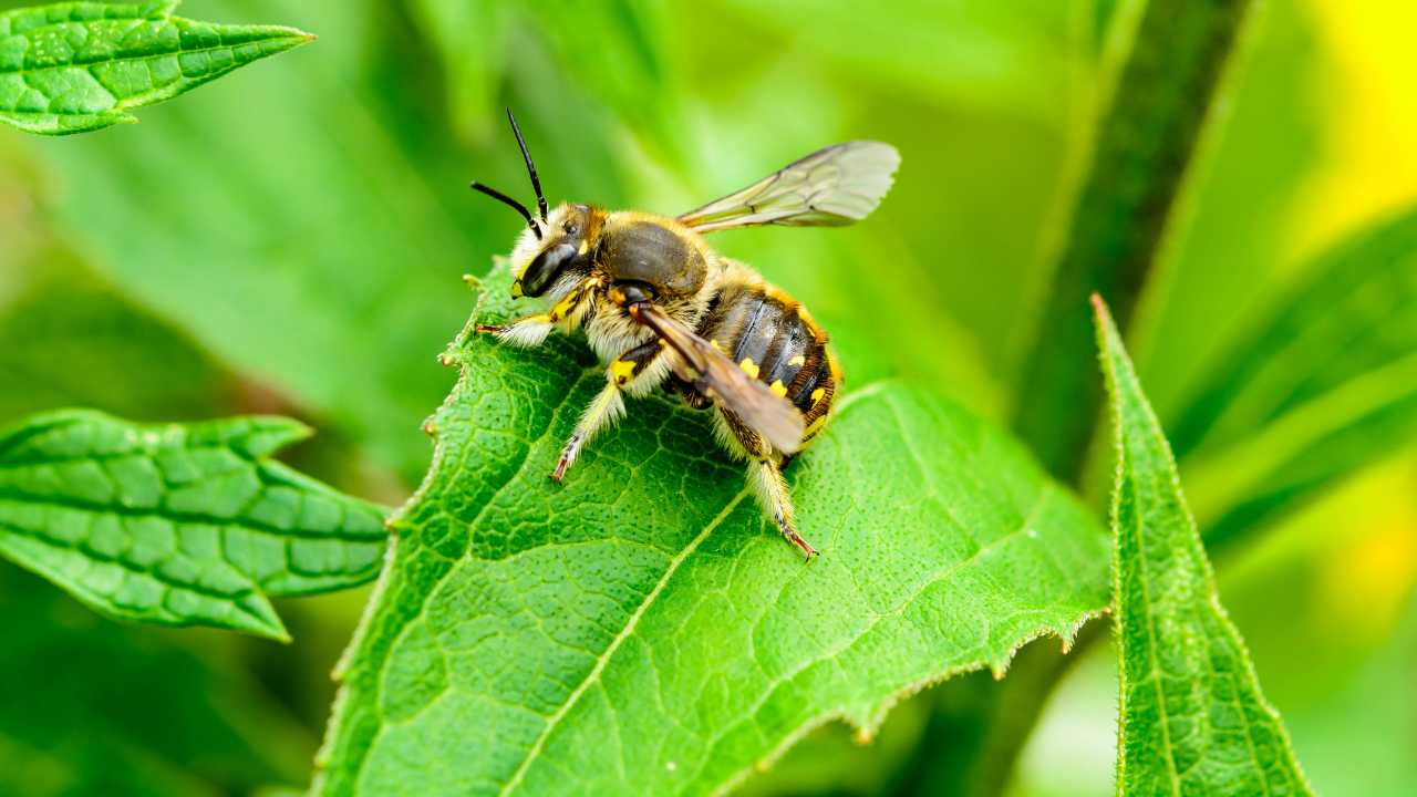 leaf-cutter bees 