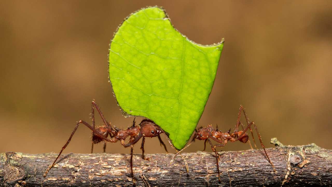 Leafcutter Ants