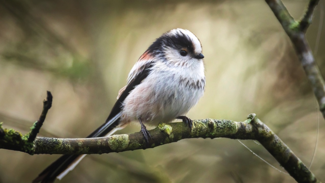 long-tailed tit