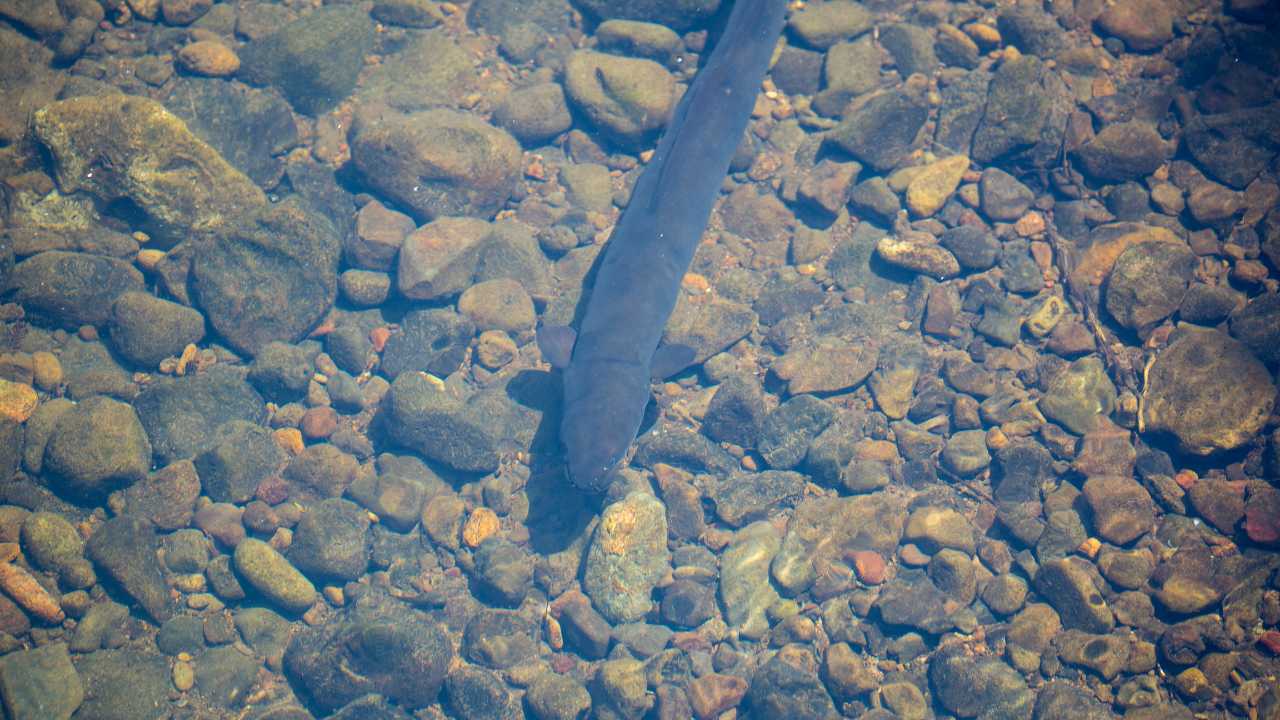 Longfin Eel