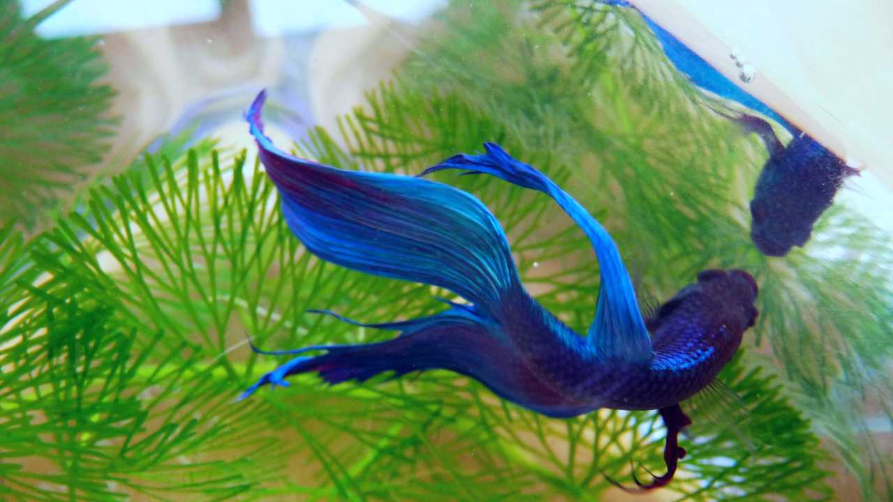 Betta fish inside aquarium