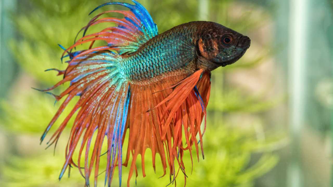 Male betta fish