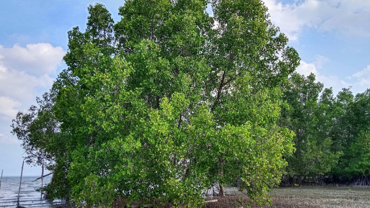 Mangrove trees 