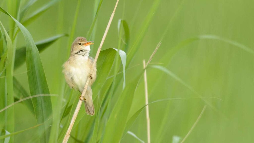 Marsh Warbler