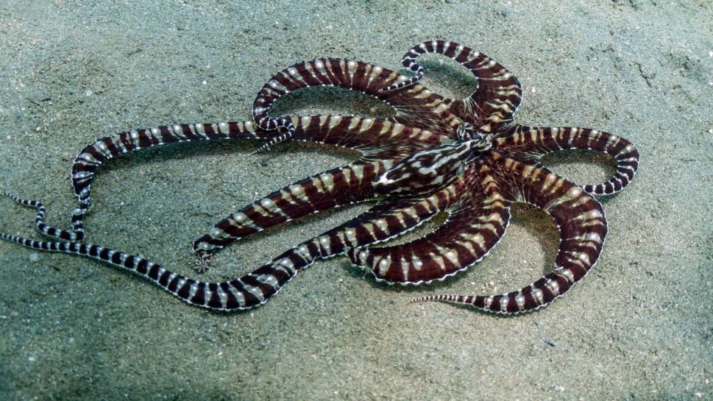 Mimic Octopus