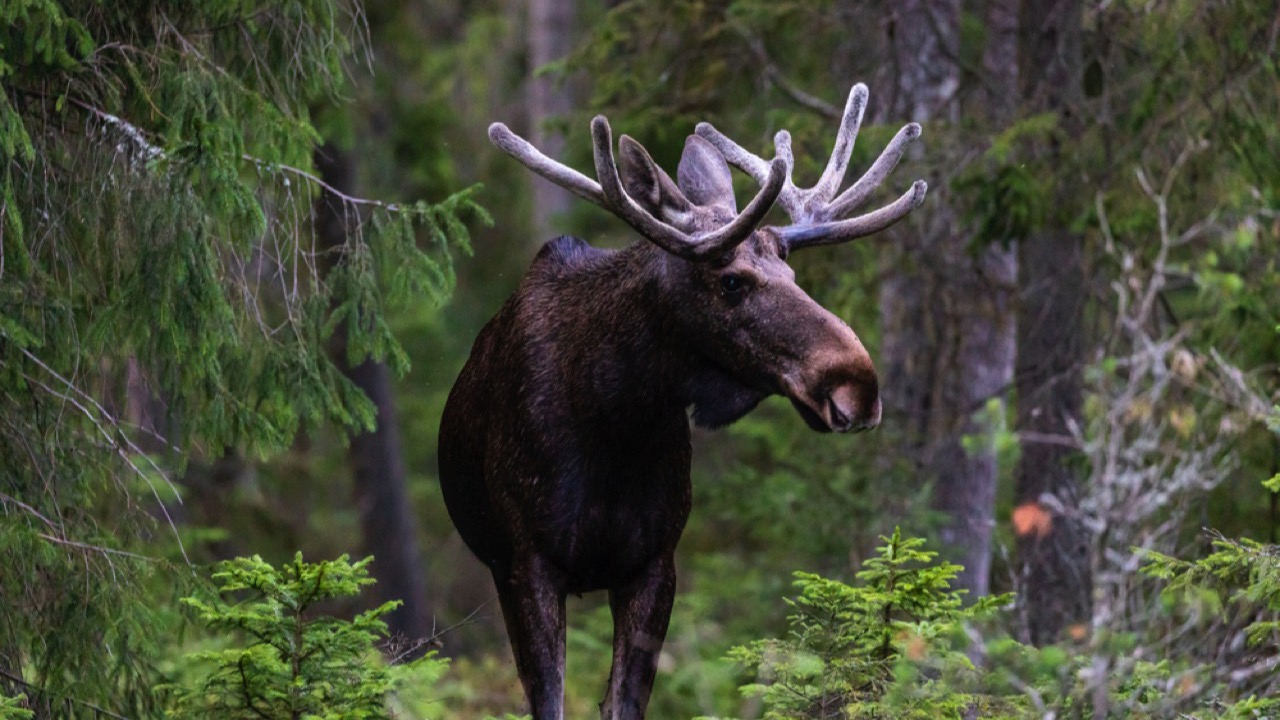 Moose