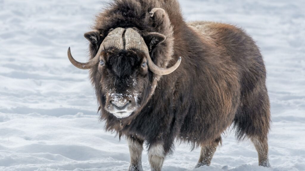 Musk Ox