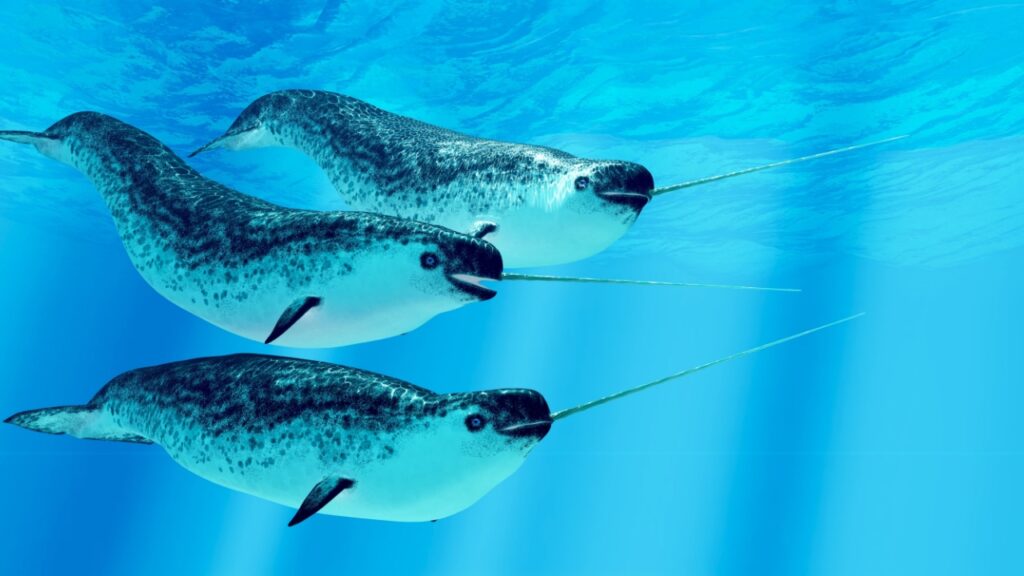 Narwhal