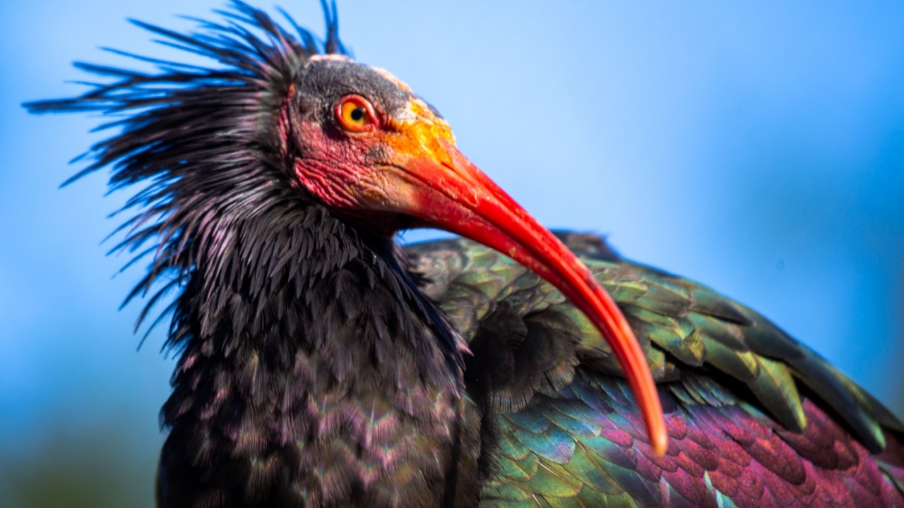 Northern Bald Ibis