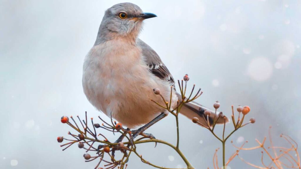 Northern Mockingbird 