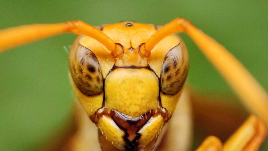 Paper-Wasp