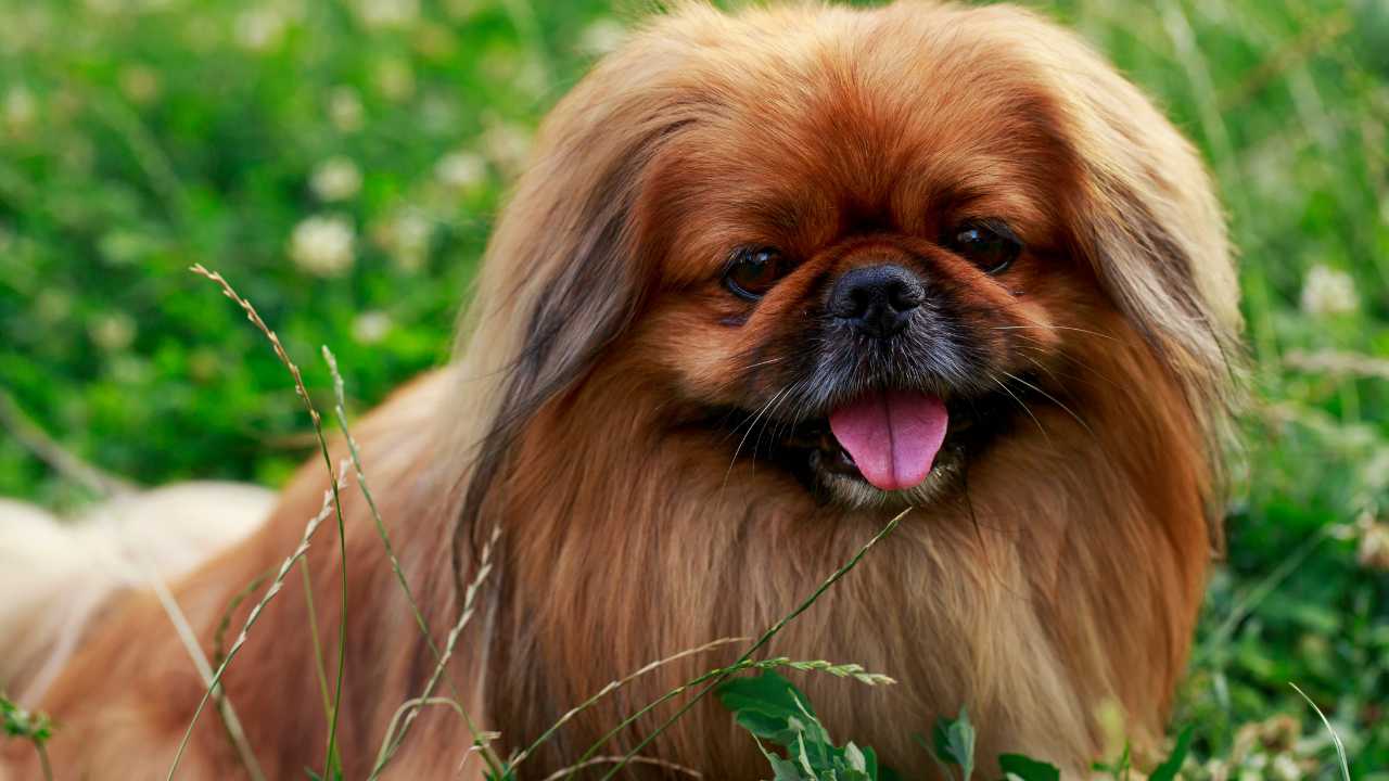 Pekingese