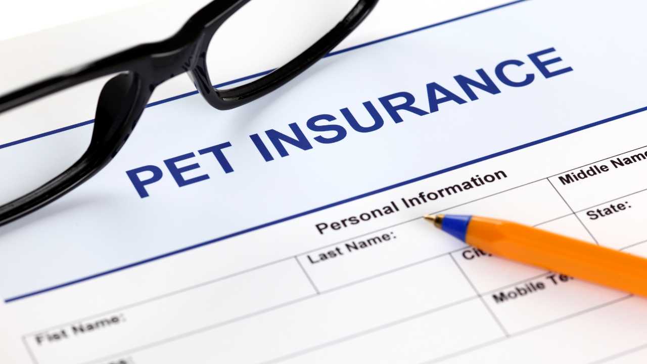 Pet Insurance