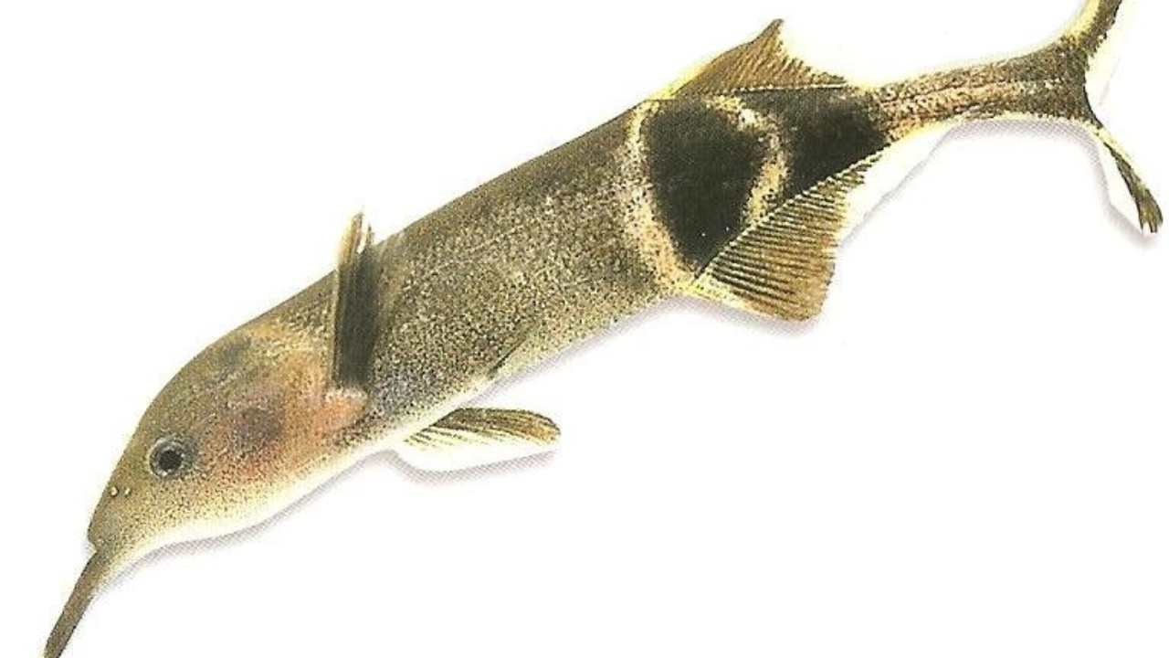 Peters' Elephantnose Fish 