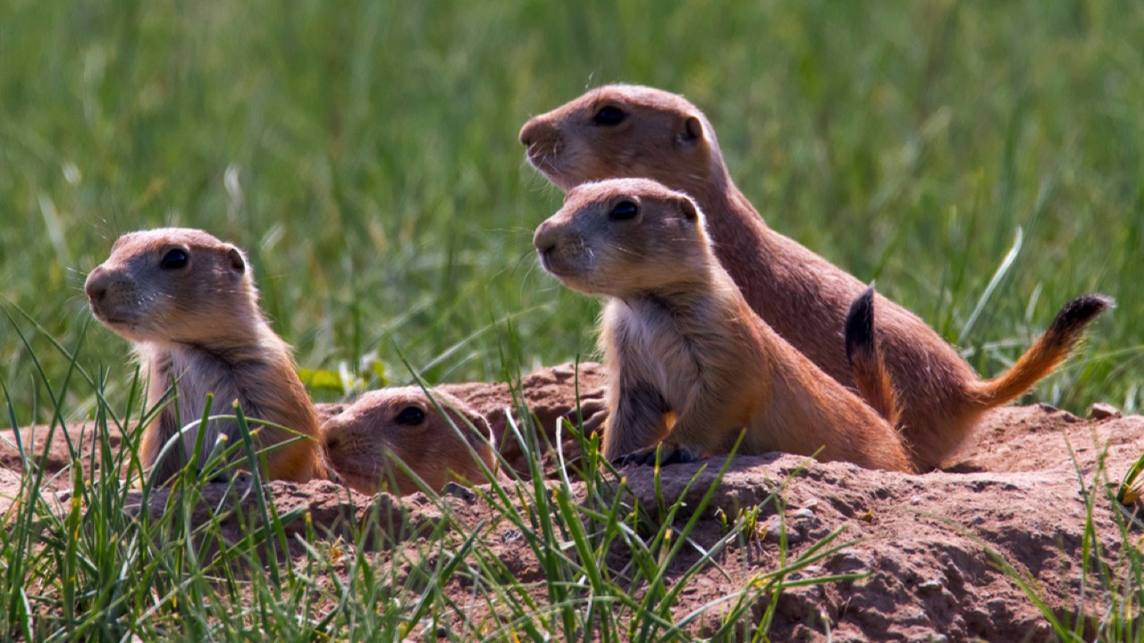 Prairie dogs