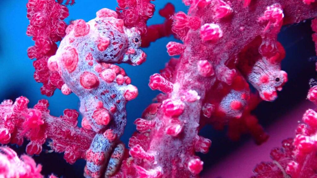 Pygmy Seahorses