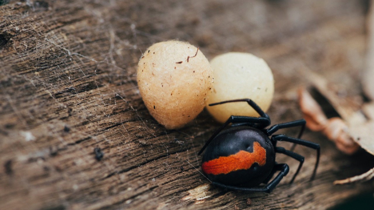 Red-Back Spider