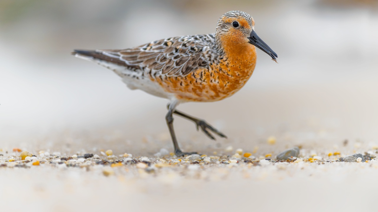 Red Knot