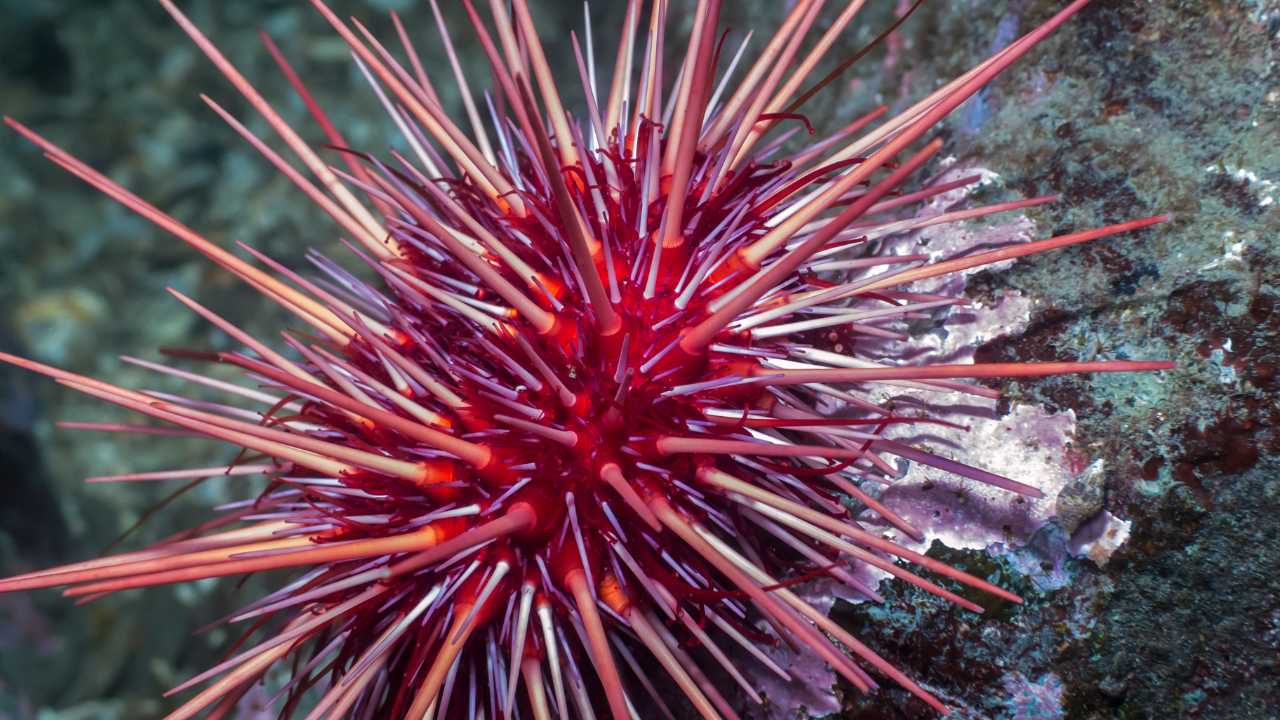  Red Sea Urchin