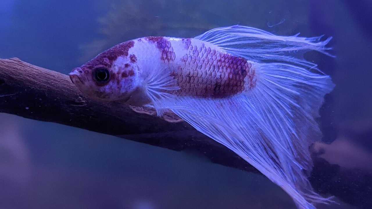 Male betta fish