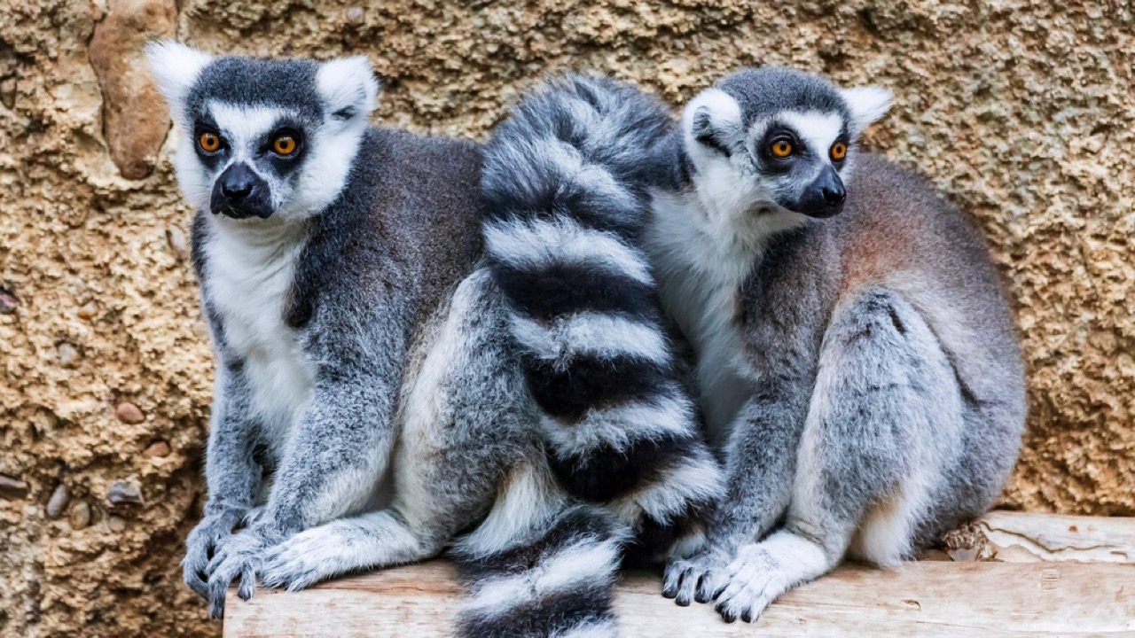 Ring-tailed lemurs