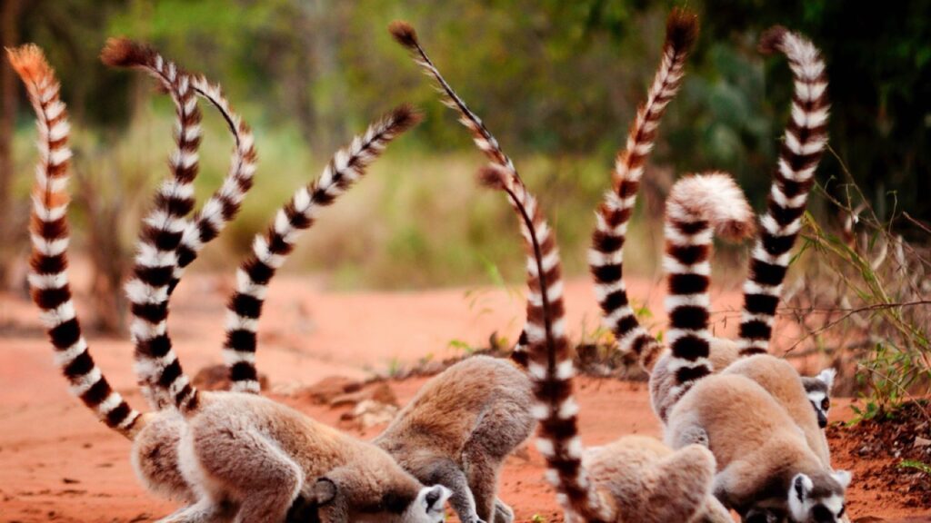 Ringtailed lemur, Lemur catta, eating soil in Berenty reserve Madagascar