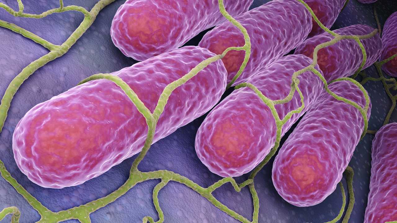 Salmonella bacteria