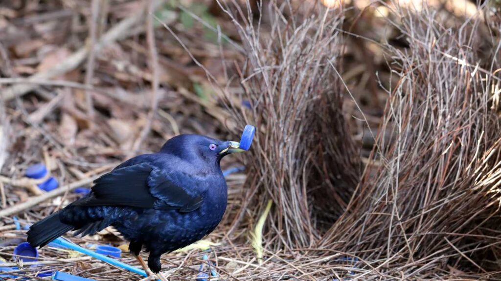 Satin Bowerbird