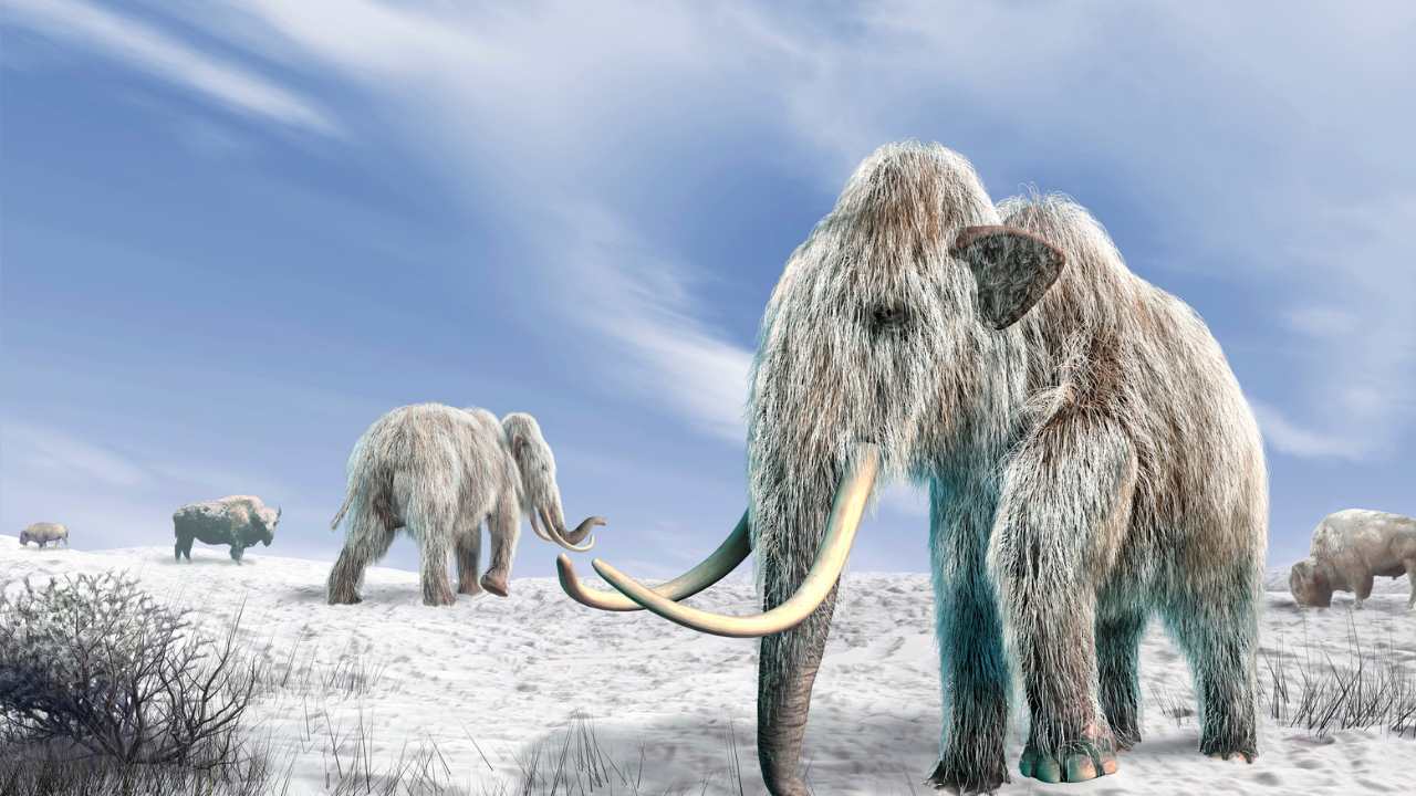 Ice Age, woolly mammoths